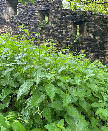 Stinging Nettle (Urtica dioica) growing wild in San Sebastian, Spain Stinging Nettle (Urtica dioica) growing wild in San Sebastian, Spain