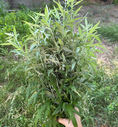 Estafiate (Artemisia ludoviciana) in South Austin Estafiate (Artemisia ludoviciana) in South Austin