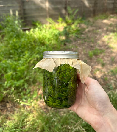Jar of Estafiate tincture in South Austin Jar of Estafiate tincture in South Austin