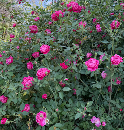 Roses in South Austin Roses in South Austin